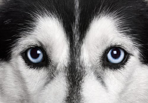 獣医師監修 犬の涙やけの原因って 病院に行くべき症状や自宅でできるケア 予防方法などについて解説 わんクォール