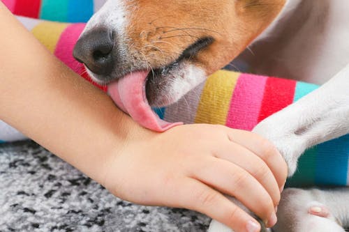 犬が自分の足をなめる理由とは 原因と注意点 やめさせる方法を解説 獣医師監修 わんクォール 犬が自分の足をなめる理由とは 原因と注意点 やめさせる方法を解説 獣医師監修 わんクォール