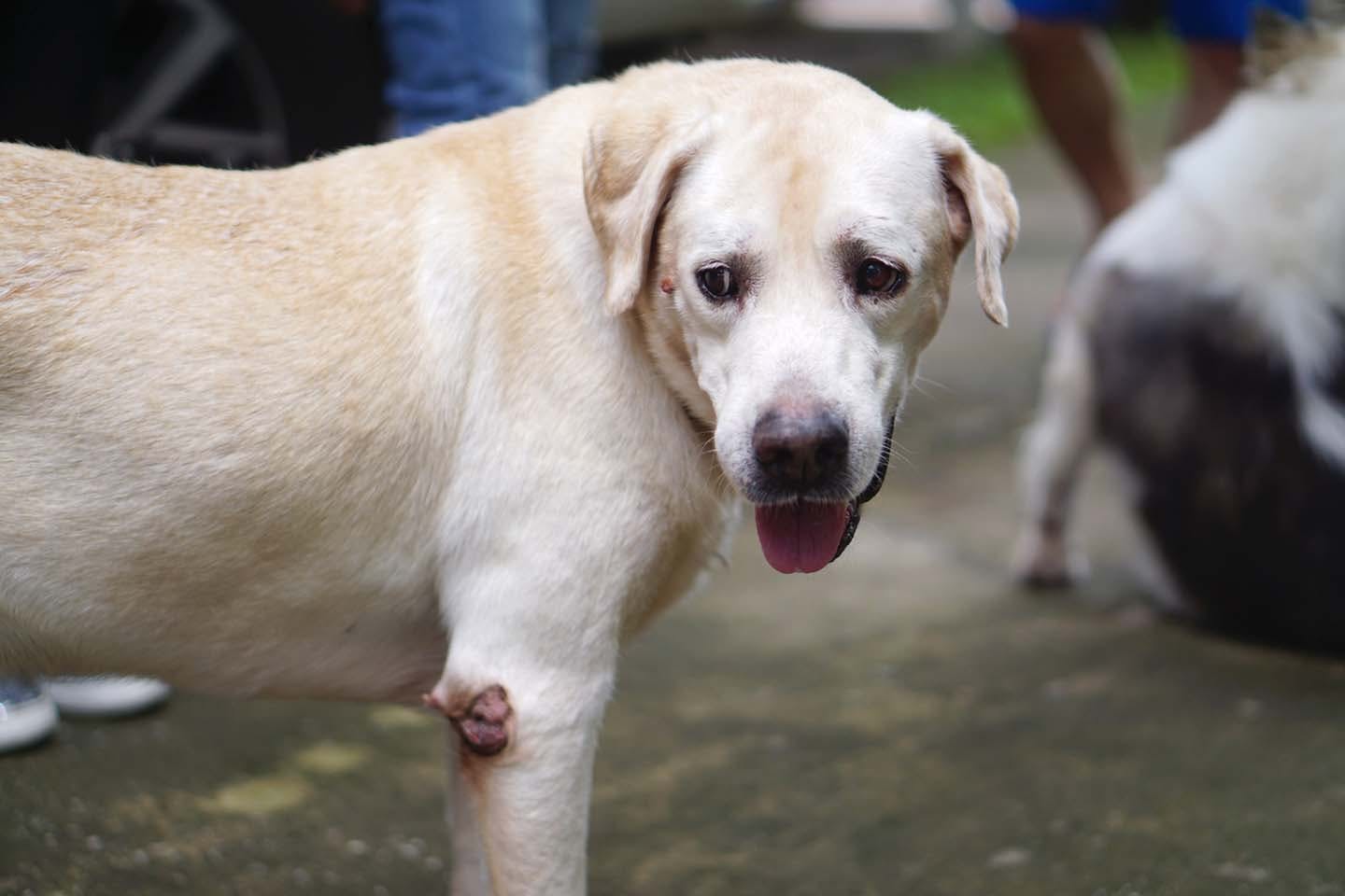 獣医師監修 犬の体にイボが 原因や良性と悪性の見分け方 病院に行くべき症状や予防策について解説 Illness 病気 わんクォール