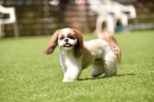 犬のイボの原因は 良性 悪性の見分け方と対処法を解説 獣医師監修 わんクォール 犬のイボの原因は 良性 悪性の見分け方と対処法を解説 獣医師監修 わんクォール