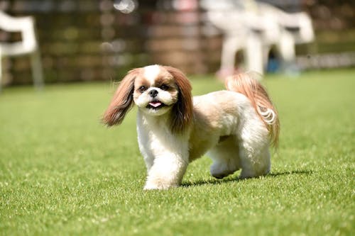 犬のイボの原因は 良性 悪性の見分け方と対処法を解説 獣医師監修 わんクォール