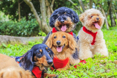 獣医師監修 犬の性格はいつ決まるの 犬種ごとの特徴や犬の性格を決める要因を解説 わんクォール 獣医師監修 犬の性格はいつ決まるの 犬種ごとの特徴や犬の性格を決める要因を解説 わんクォール
