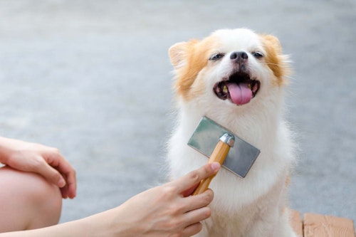 獣医師監修 犬のフケが多いときの対処法は 原因と病気の可能性 病院に連れていくべき症状などについて解説 わんクォール 獣医師監修 犬のフケが多いときの対処法は 原因と病気の可能性 病院に連れていくべき症状などについて解説 わんクォール