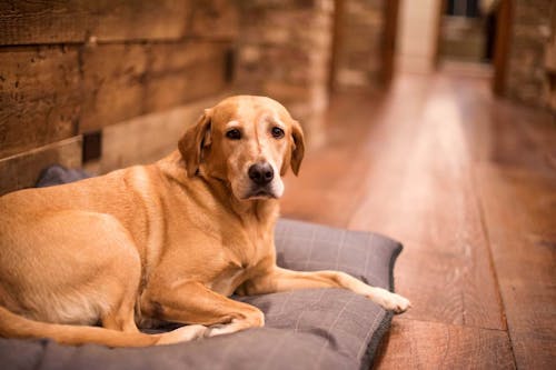 獣医師監修 老犬の夜鳴き 夜泣き の原因とは 対処法と注意点 普段からできる予防策について解説 わんクォール