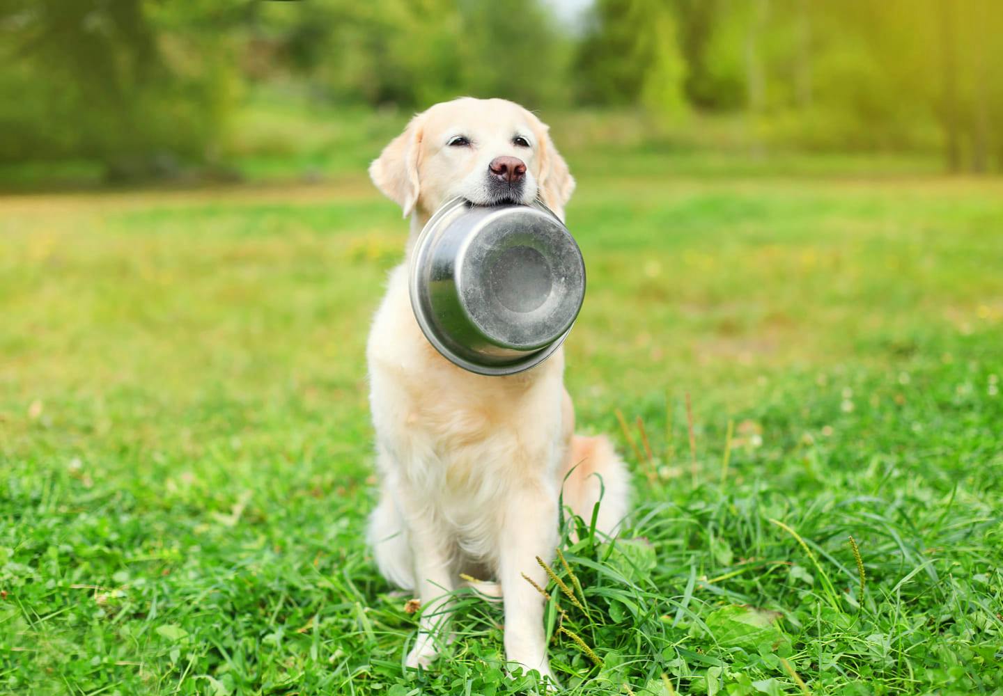 犬は納豆を食べても大丈夫 健康面のメリットや与える際の注意点 1日の適量などについて解説 獣医師監修 Illness 病気 わんクォール