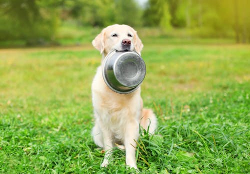 犬は納豆を食べても大丈夫 健康面のメリットや与える際の注意点 1日の適量などについて解説 獣医師監修 わんクォール