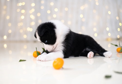 犬はみかんを食べて大丈夫 薄皮など 与え方の注意点やメリットを解説 獣医師監修 わんクォール 犬はみかんを食べて大丈夫 薄皮など 与え方の注意点やメリットを解説 獣医師監修 わんクォール
