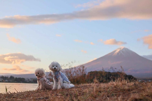 河口湖 西湖 秋の犬連れ観光プラン 店内okのランチも わんクォール 河口湖 西湖 秋の犬連れ観光プラン 店内okのランチも わんクォール