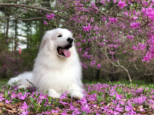 愛犬の写真をスマホで上手に撮る方法とは フォトグラファー直伝の撮影の基本と かわいい表情を引き出すテクを紹介します わんクォール 愛犬の写真をスマホで上手に撮る方法とは フォトグラファー直伝の撮影の基本と かわいい表情を引き出すテクを紹介します わんクォール