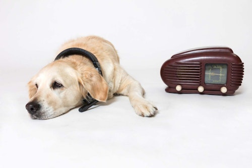 老犬の夜鳴き 夜泣き の原因とは 対策と予防法を解説 獣医師監修 わんクォール 老犬の夜鳴き 夜泣き の原因とは 対策と予防法を解説 獣医師監修 わんクォール