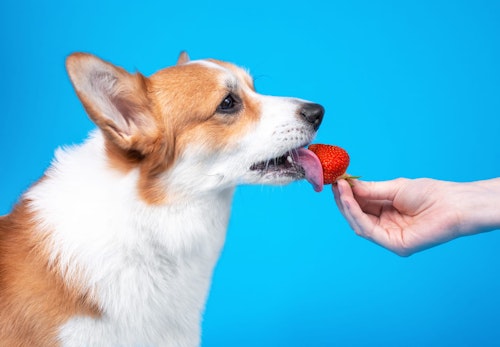 犬はいちごを食べても大丈夫！与え方の注意点や適量を解説【獣医師監修】