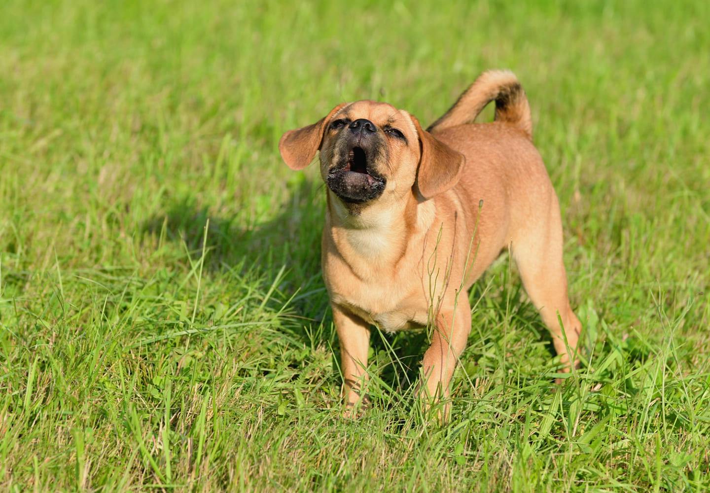 犬に噛まれたら 傷口への応急処置や注意したい感染症 病院の何科を受診すればいいのかを解説 獣医師監修 Health 健康 わんクォール