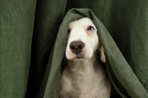 獣医師監修 犬の性格はいつ決まるの 犬種ごとの特徴や犬の性格を決める要因を解説 わんクォール 獣医師監修 犬の性格はいつ決まるの 犬種ごとの特徴や犬の性格を決める要因を解説 わんクォール