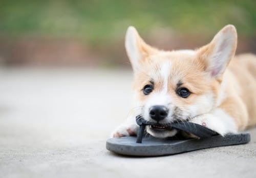 獣医師監修 犬が甘噛みする理由とは 直し方やしつけのコツ 噛まれたときのng行動などについて解説 わんクォール 獣医師監修 犬が甘噛みする理由とは 直し方やしつけのコツ 噛まれたときのng行動などについて解説 わんクォール