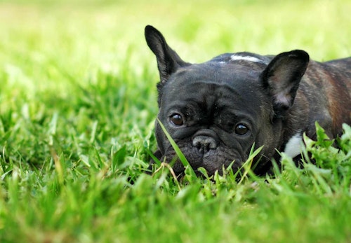 犬が突然唸るようになった 原因とやめさせるためのしつけ方法を解説 獣医師監修 わんクォール 犬が突然唸るようになった 原因とやめさせるためのしつけ方法を解説 獣医師監修 わんクォール