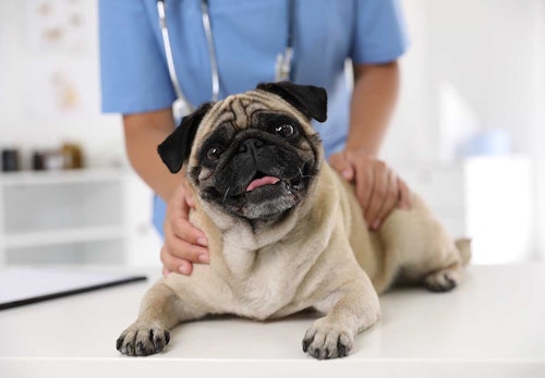 【獣医師監修】犬の避妊手術の手順とは？メリットやリスク、適性時期について解説