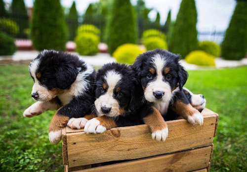 獣医師監修 バーニーズ マウンテン ドッグはどんな犬 性格 特徴 飼いやすさ しつけのコツやかかりやすい病気などについて解説 わんクォール 獣医師監修 バーニーズ マウンテン ドッグはどんな犬 性格 特徴 飼いやすさ しつけのコツやかかりやすい病気などについて解説 わんクォール