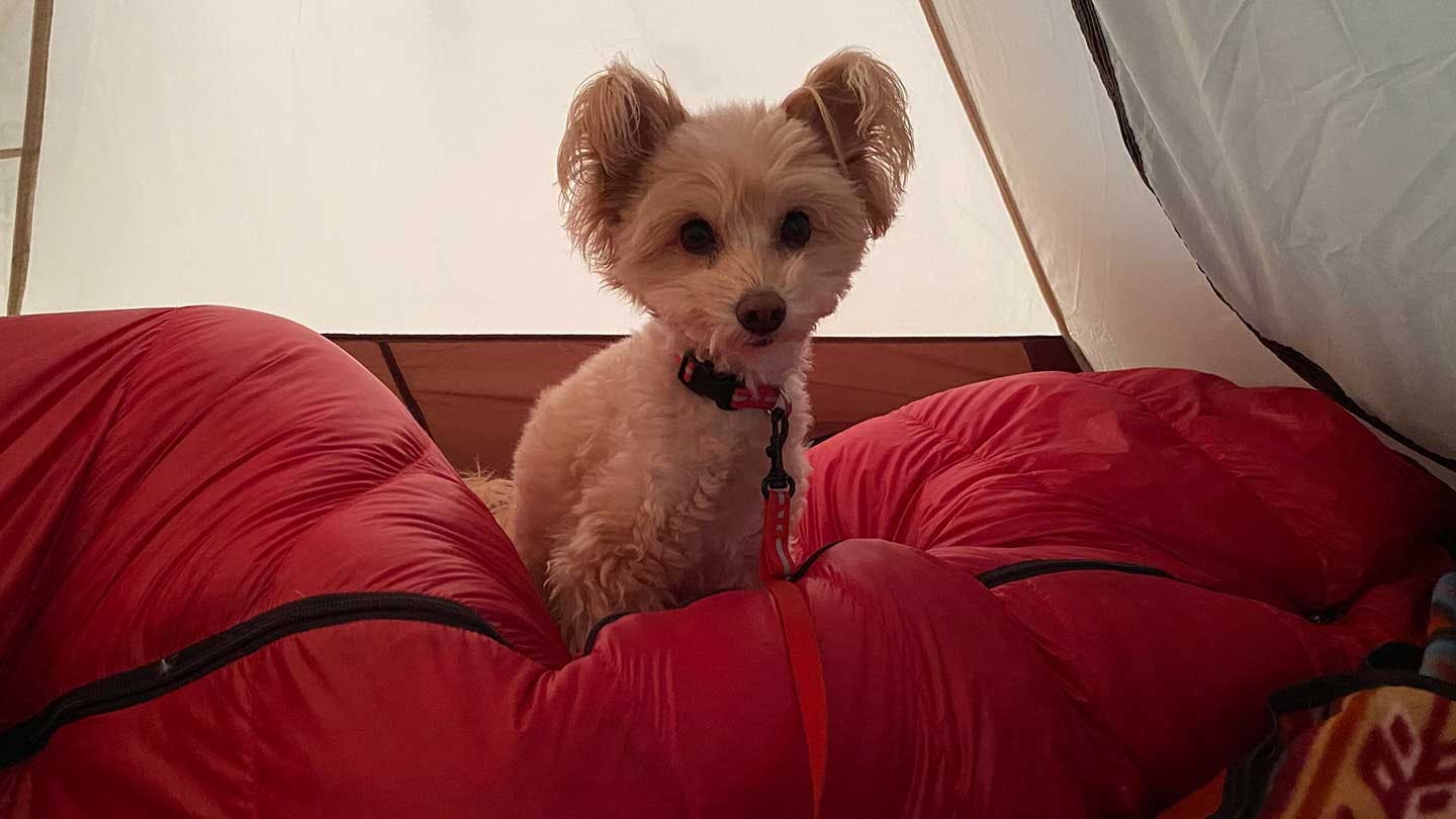 テントの中で寛ぐ犬