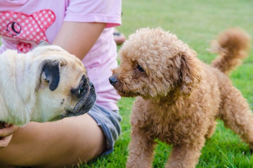 犬のおならが臭くて回数が多い原因は 病院に連れていくべき症状を解説 獣医師監修 わんクォール 犬のおならが臭くて回数が多い原因は 病院に連れていくべき症状を解説 獣医師監修 わんクォール