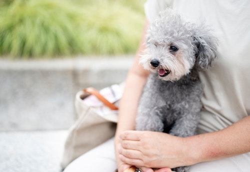 愛犬家の一日 Wanscene102 久保田さん 金太郎 トイプードル わんクォール 愛犬家の一日 Wanscene102 久保田さん 金太郎 トイプードル わんクォール