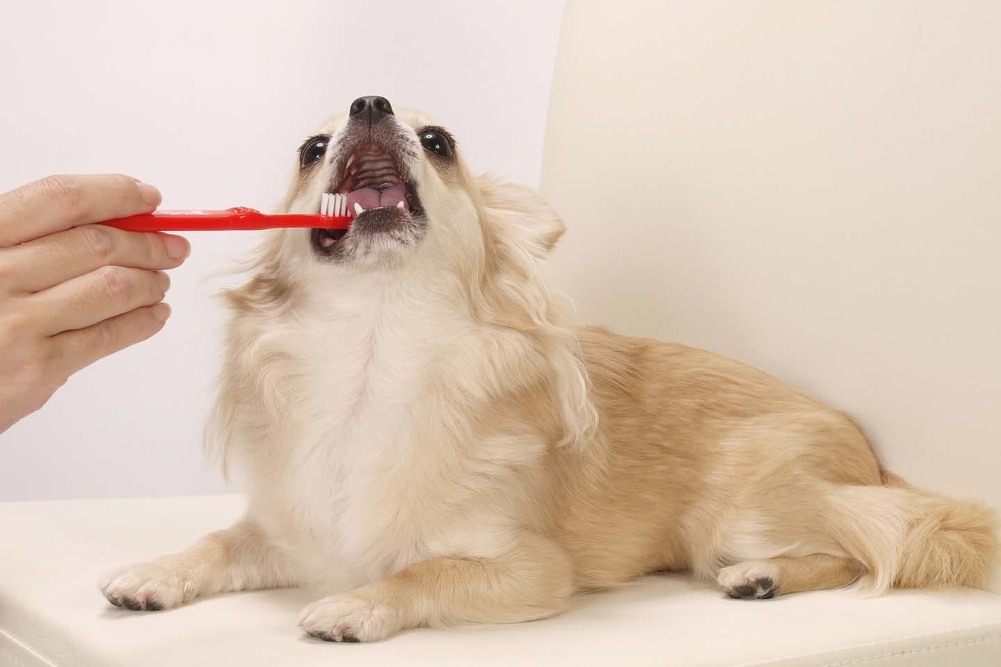 獣医師監修 犬の歯石取りはどうすればいい 原因と対処法 病院で除去するときの手順などについて解説 Care お手入れ わんクォール