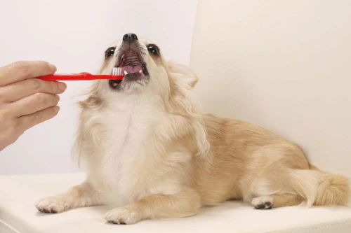 獣医師監修 犬の歯石取りはどうすればいい 原因と対処法 病院で除去するときの手順などについて解説 わんクォール 獣医師監修 犬の歯石取りはどうすればいい 原因と対処法 病院で除去するときの手順などについて解説 わんクォール
