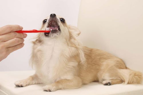 獣医師監修 犬の歯石取りはどうすればいい 原因と対処法 病院で除去するときの手順などについて解説 わんクォール 獣医師監修 犬の歯石取りはどうすればいい 原因と対処法 病院で除去するときの手順などについて解説 わんクォール