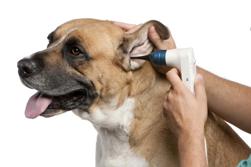 犬の耳掃除のやり方は 正しい手順と頻度 必要な道具や防げる病気について解説 獣医師監修 わんクォール 犬の耳掃除のやり方は 正しい手順と頻度 必要な道具や防げる病気について解説 獣医師監修 わんクォール
