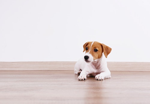 獣医師監修 犬がフローリングで快適に過ごすためのコツとは 滑り止め対策や注意点などについて解説 わんクォール 獣医師監修 犬がフローリングで快適に過ごすためのコツとは 滑り止め対策や注意点などについて解説 わんクォール