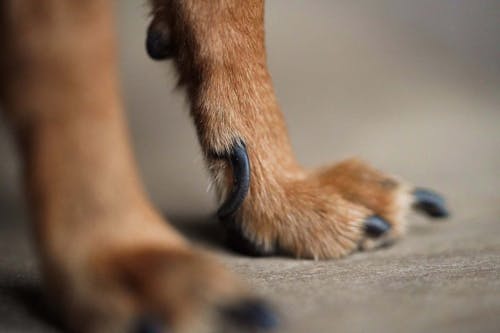 獣医師直伝 犬が嫌がらない爪の切り方のコツや頻度を解説 わんクォール 獣医師直伝 犬が嫌がらない爪の切り方のコツや頻度を解説 わんクォール