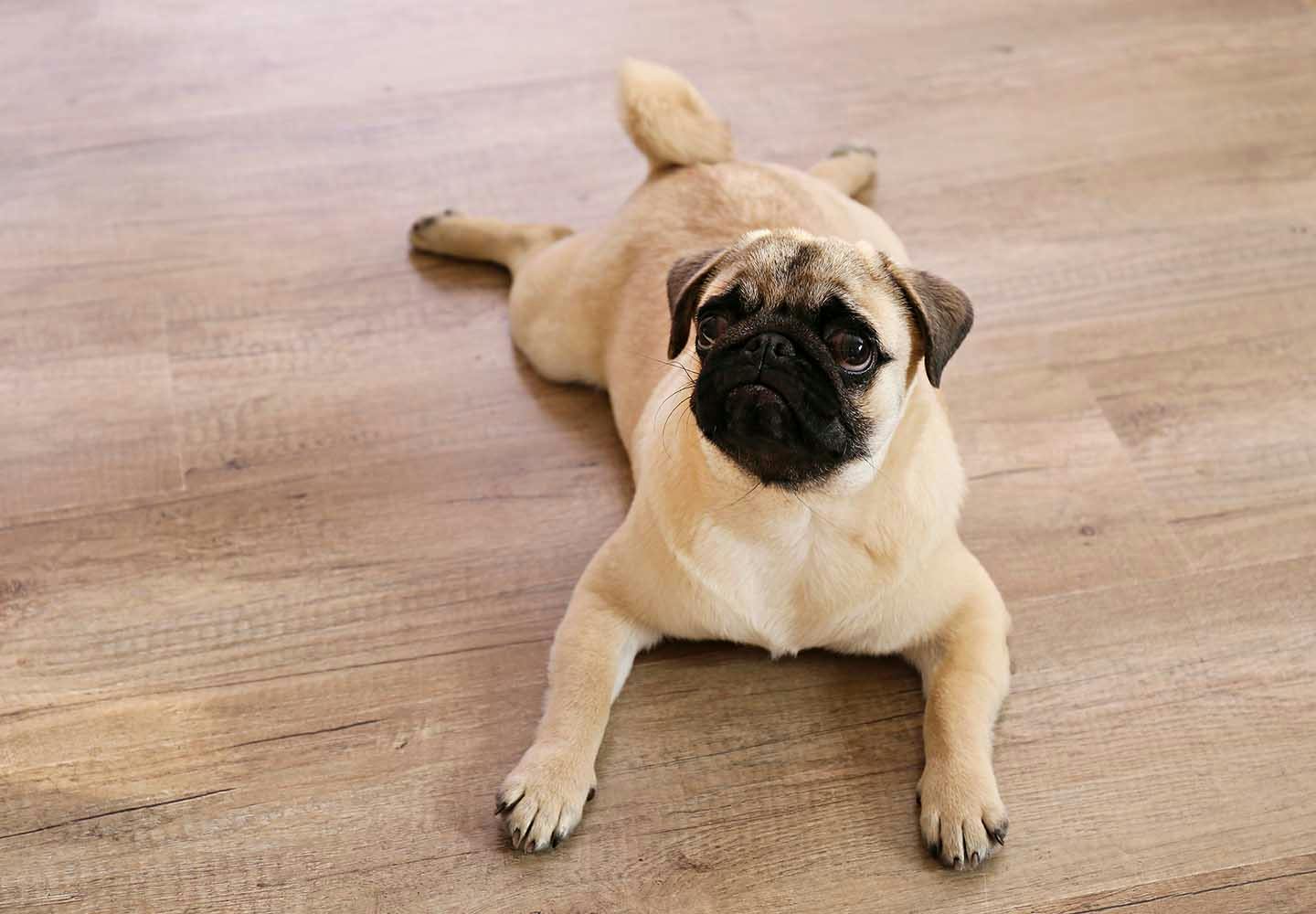 獣医師監修 犬の湿疹は膿皮症のサイン 初期症状や原因 皮膚炎との見分け方や対処法などについて解説 Illness 病気 わんクォール