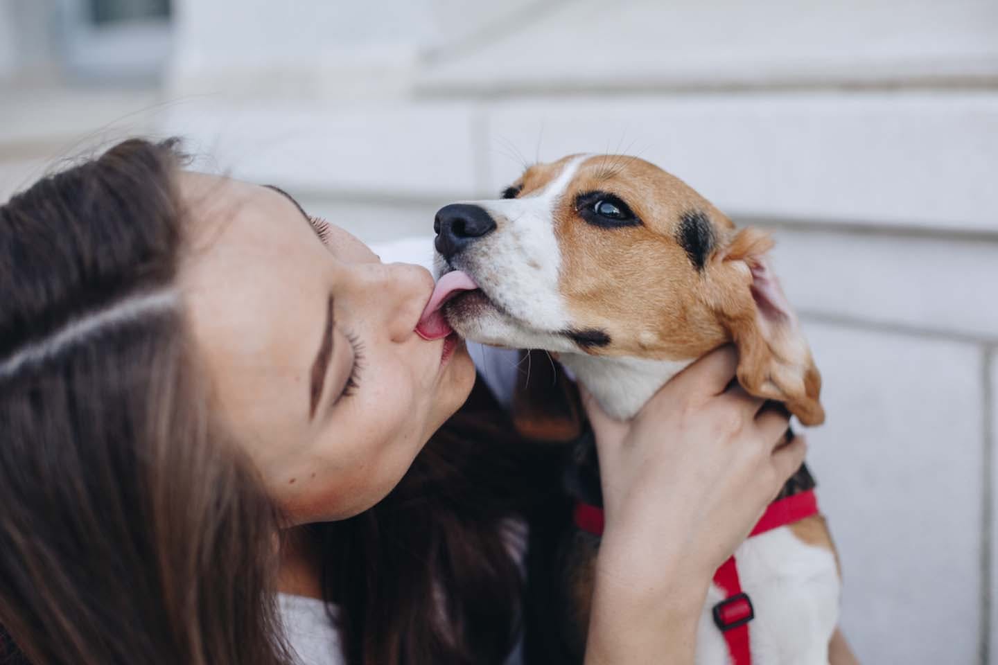 獣医師監修 犬が飼い主を舐める理由は その裏にある感情や注意点 やめさせる方法などについて解説 Communication コミュニケーション わんクォール