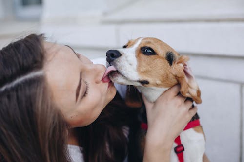 獣医師監修 犬が飼い主を舐める理由は その裏にある感情や注意点 やめさせる方法などについて解説 わんクォール 獣医師監修 犬が飼い主を舐める理由は その裏にある感情や注意点 やめさせる方法などについて解説 わんクォール