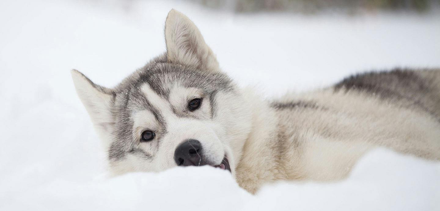 152a8c62-siberian_husky_02_top