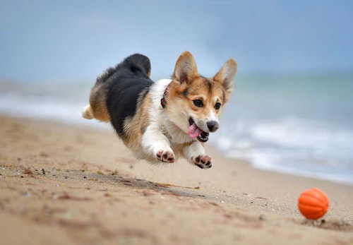 コーギーの性格や特徴とは 飼い方の注意点やしつけのコツ かかりやすい病気について解説 獣医師監修 わんクォール コーギーの性格や特徴とは 飼い方の注意点やしつけのコツ かかりやすい病気について解説 獣医師監修 わんクォール