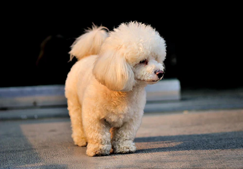 トイ プードルの性格や特徴は 飼い方のコツや寿命などについて解説 獣医師監修 わんクォール トイ プードルの性格や特徴は 飼い方のコツや寿命などについて解説 獣医師監修 わんクォール
