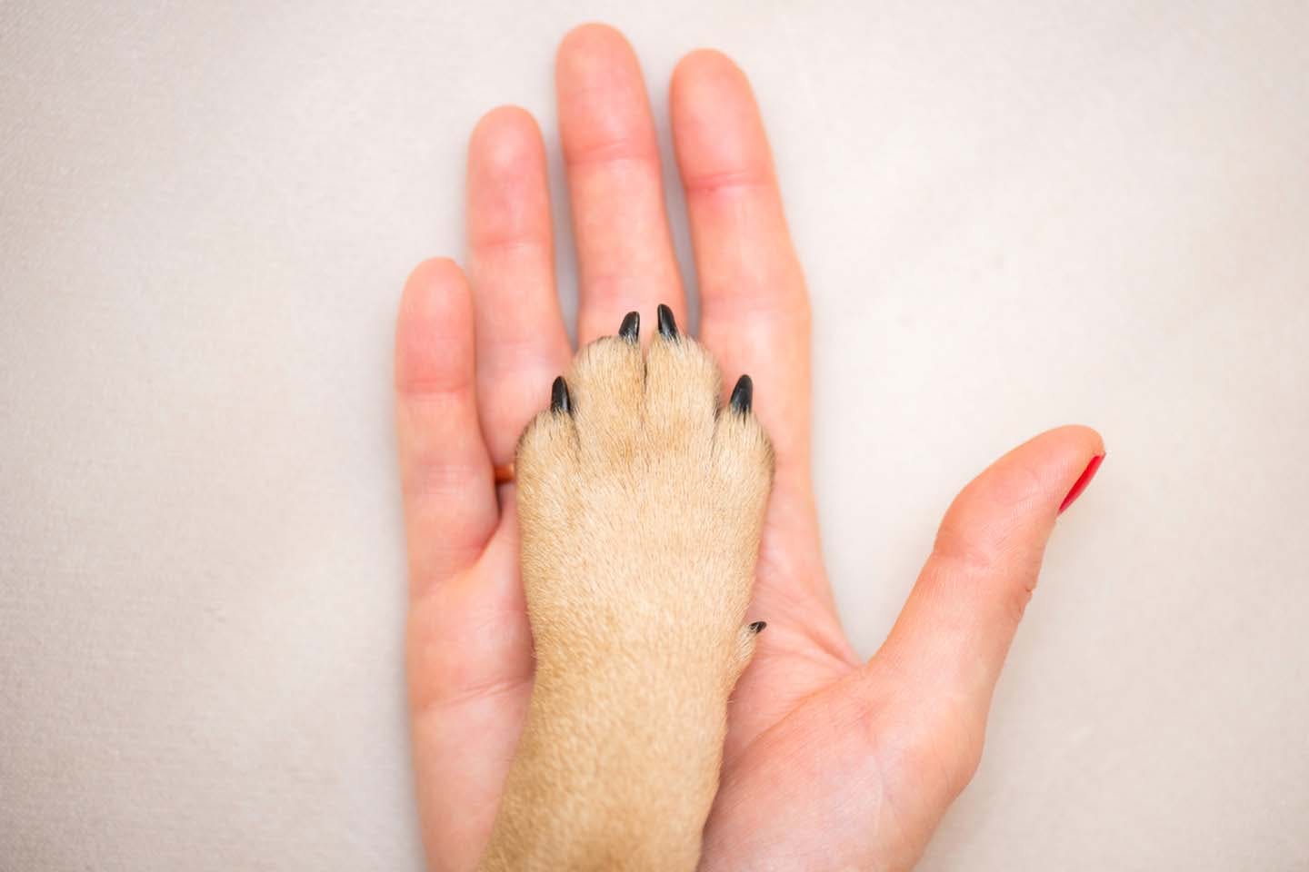 人と犬の手