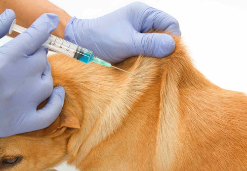 犬のワクチン接種は必要？_ワクチンを打つ犬
