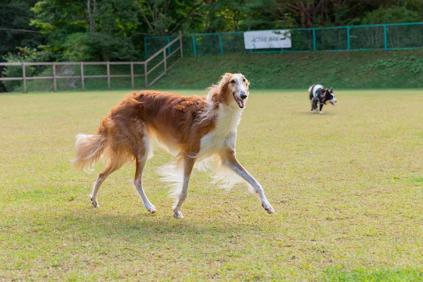 那須フォレストヒルズ 体験レポート　ドッグラン　走る犬