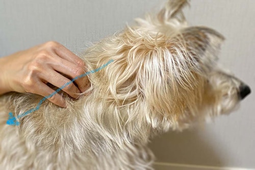 犬が喜ぶマッサージ方法とは 事前の準備と正しい手順 メリットや注意点について解説 獣医師監修 わんクォール 犬が喜ぶマッサージ方法とは 事前の準備と正しい手順 メリットや注意点について解説 獣医師監修 わんクォール