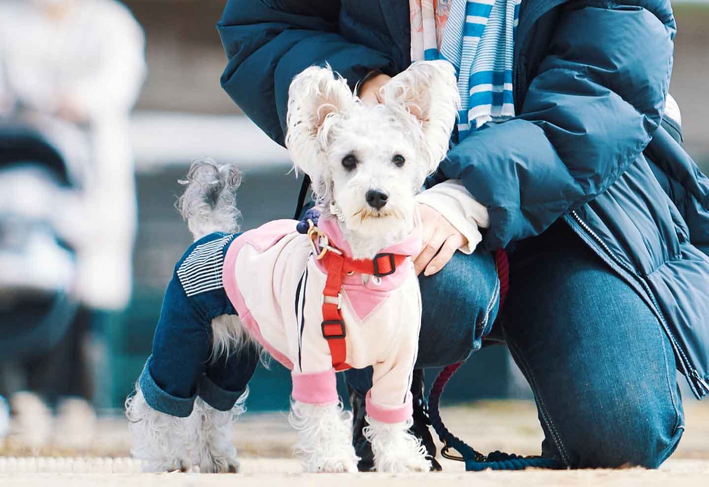 sold】お目覚めわんちゃん ミニチュアシュナウザー