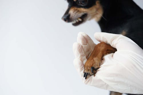 獣医師監修 犬の爪切りのコツとは 怖がらせない方法や正しい手順 切る頻度やタイミングなどについて解説 わんクォール 獣医師監修 犬の爪切りのコツとは 怖がらせない方法や正しい手順 切る頻度やタイミングなどについて解説 わんクォール