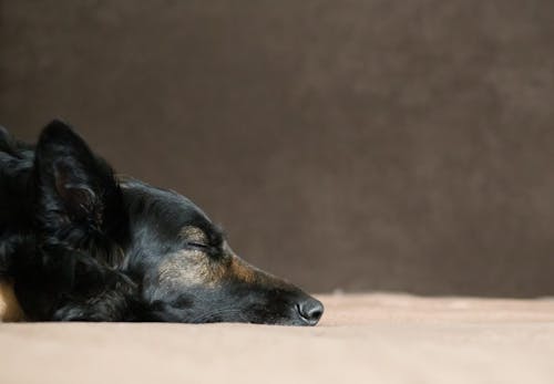 犬の痙攣 けいれん の原因とは 病院に連れて行くべき症状と考えられる病気について解説 獣医師監修 わんクォール 犬の痙攣 けいれん の原因とは 病院に連れて行くべき症状と考えられる病気について解説 獣医師監修 わんクォール