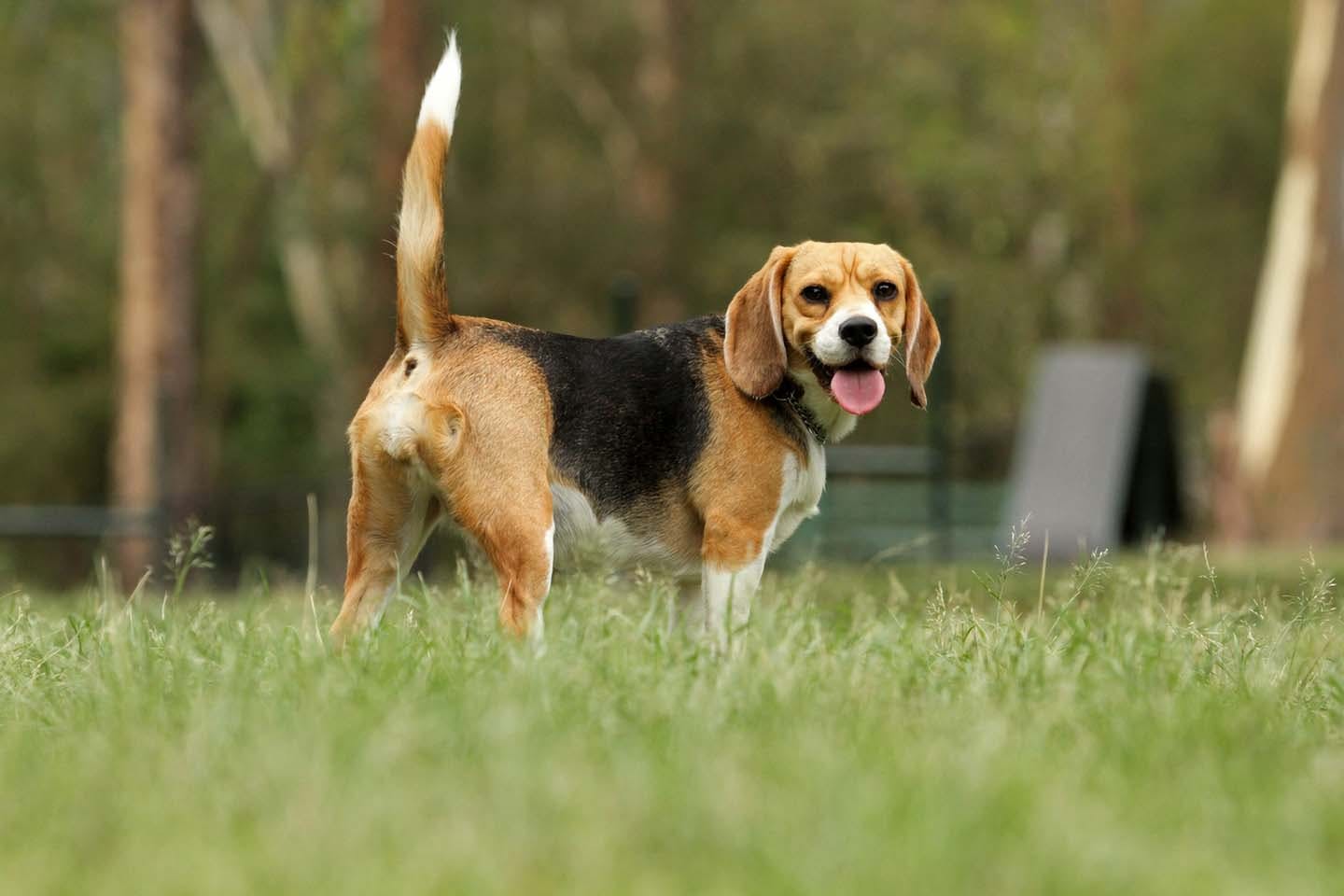 獣医師監修 しっぽで分かる犬の気持ちとは 位置や動きから推測できる感情を解説 Communication コミュニケーション わんクォール 獣医師監修 しっぽで分かる犬の気持ちとは 位置や動きから推測できる感情を解説 Communication コミュニケーション わんクォール