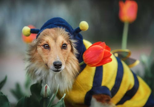 犬にはちみつを食べさせても大丈夫 与える際の注意点や健康面でのメリットを解説 獣医師監修 わんクォール