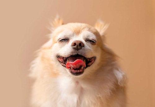 チワワの平均寿命は 長生きさせる秘訣や注意すべき病気 散歩や食事で気をつけることについて解説 獣医師監修 わんクォール チワワの平均寿命は 長生きさせる秘訣や注意すべき病気 散歩や食事で気をつけることについて解説 獣医師監修 わんクォール