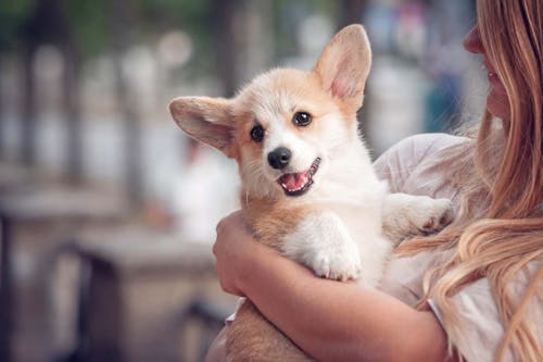 獣医師直伝 犬が嫌がらない爪の切り方のコツや頻度を解説 わんクォール