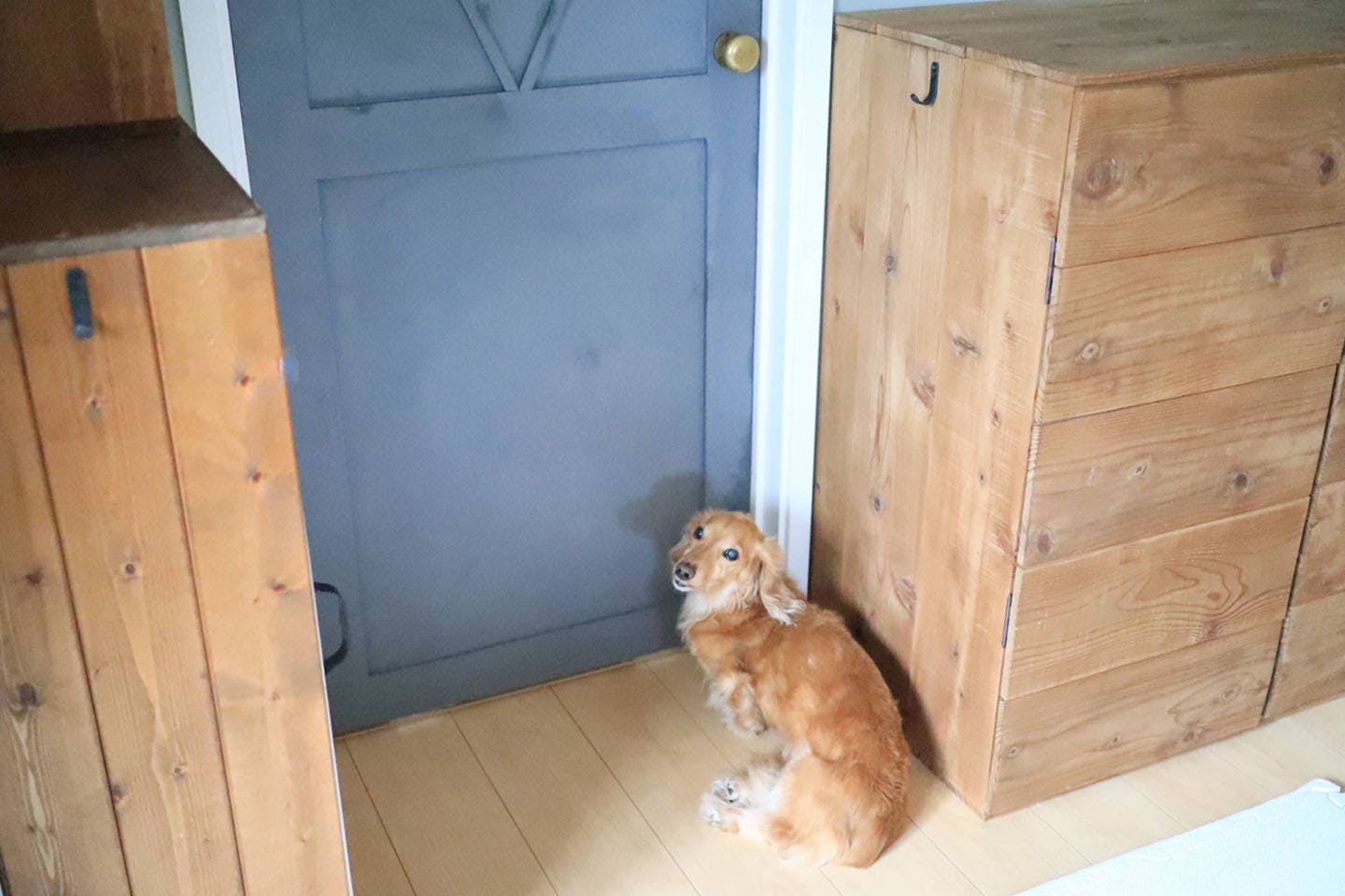 【簡単3STEP！】ペット用にドアをDIY！愛犬が自分で開けられるようにする方法《わんこと暮らすアイディア》
