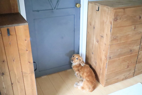 簡単3step ペット用にドアをdiy 愛犬が自分で開けられるようにする方法 わんこと暮らすアイディア わんクォール 簡単3step ペット用にドアをdiy 愛犬が自分で開けられるようにする方法 わんこと暮らすアイディア わんクォール