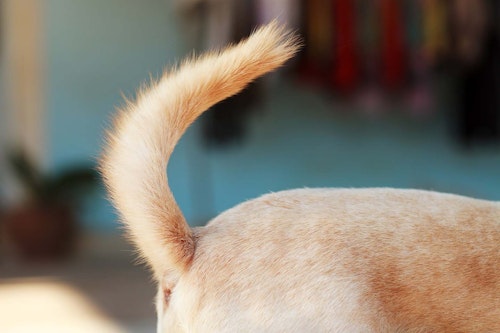 獣医師監修 しっぽで分かる犬の気持ちとは 位置や動きから推測できる感情を解説 わんクォール 獣医師監修 しっぽで分かる犬の気持ちとは 位置や動きから推測できる感情を解説 わんクォール
